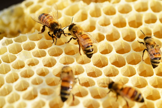 Nuovo registro dei trattamenti sugli alveari per maggiore garanzia di salubrità del miele