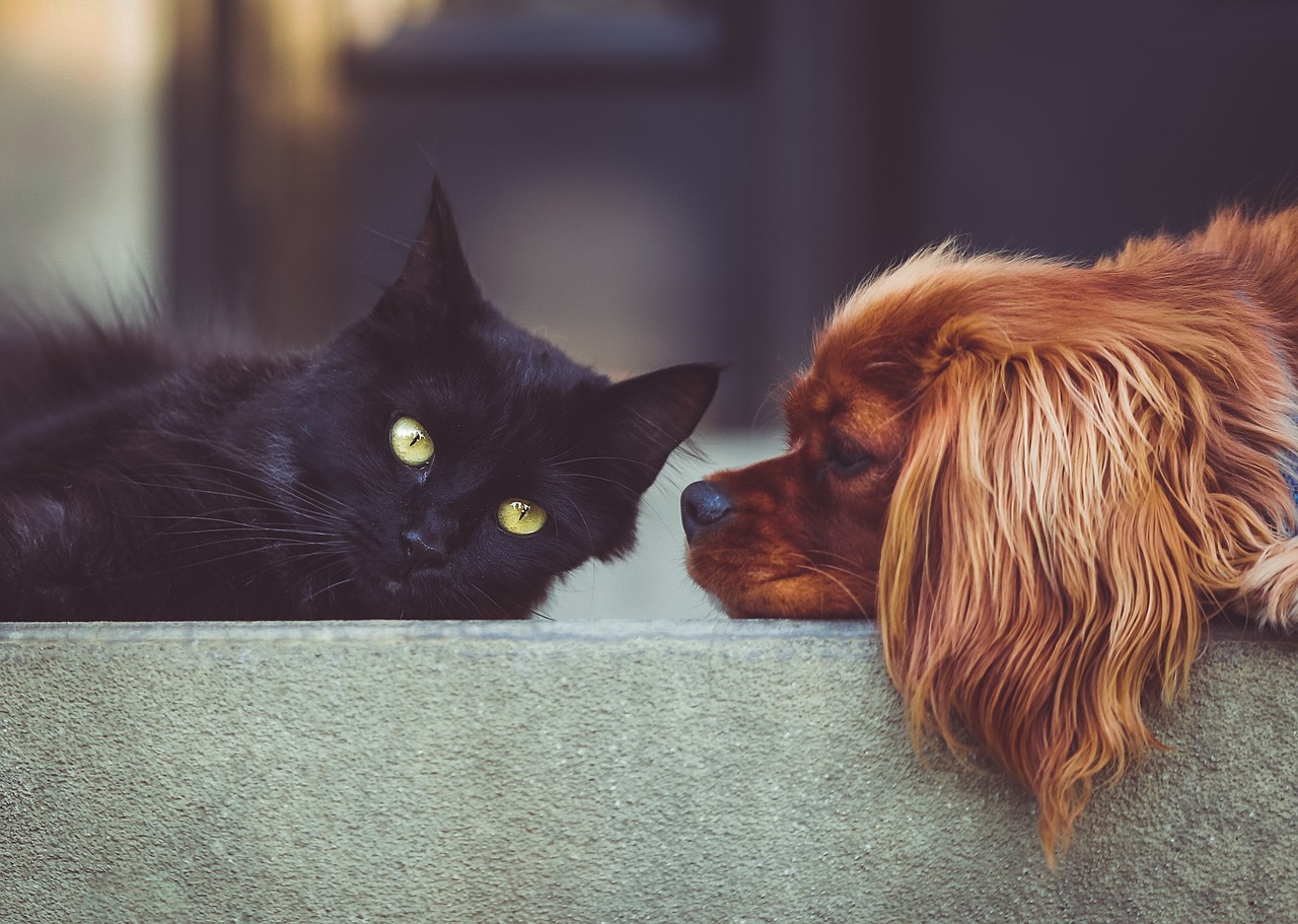 Cani e gatti: a casa o in vacanza prendiamoci cura di loro