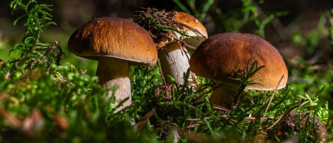 Riparte la raccolta dei funghi: attivo il servizio di controllo micologico gratuito dell’ASL